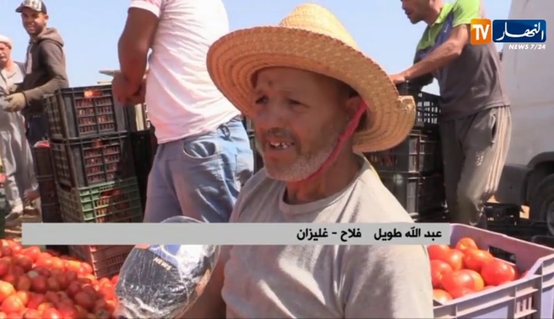 غليزان : خسائر كبيرة في منتوج الطماطم بفعل الأمراض الفطرية ونقص الدعم