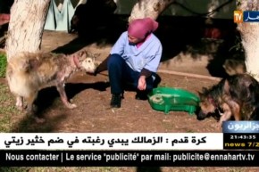 جزائريون: بين الرأفة و التباهي .. كلاب تقفز إلى رتبة الملوك