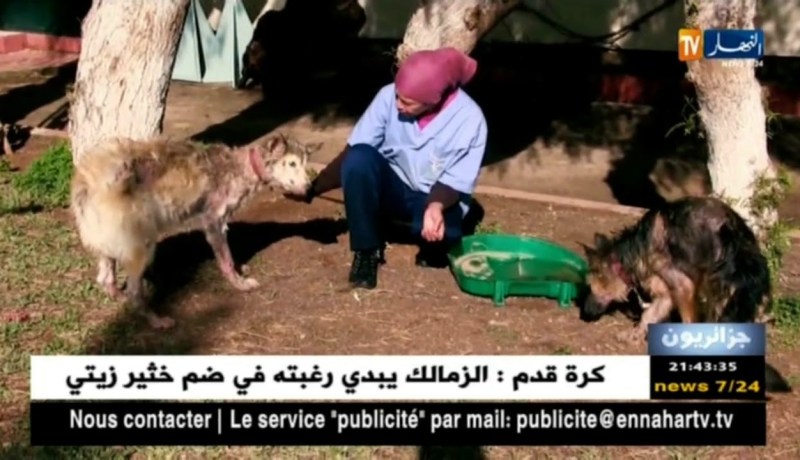 جزائريون: بين الرأفة و التباهي .. كلاب تقفز إلى رتبة الملوك