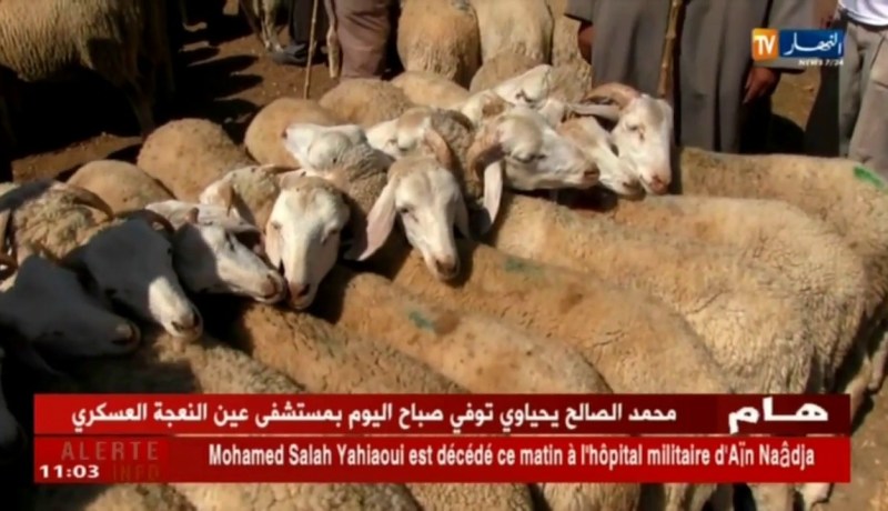 تيارت : أخبار عن إنتشار الأمراض وسط الماشية تثير غضب الموالين أياما قبل العيد