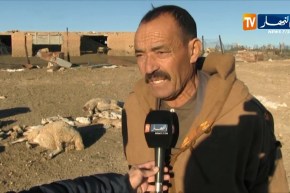 الجلفة/ موالون يتكبدون خسائر كبيرة بسبب تفشي داء طاعون المجترات الصغيرة