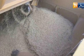 الجزائر تطرح مناقصة دولية لشراء قمح الطحين