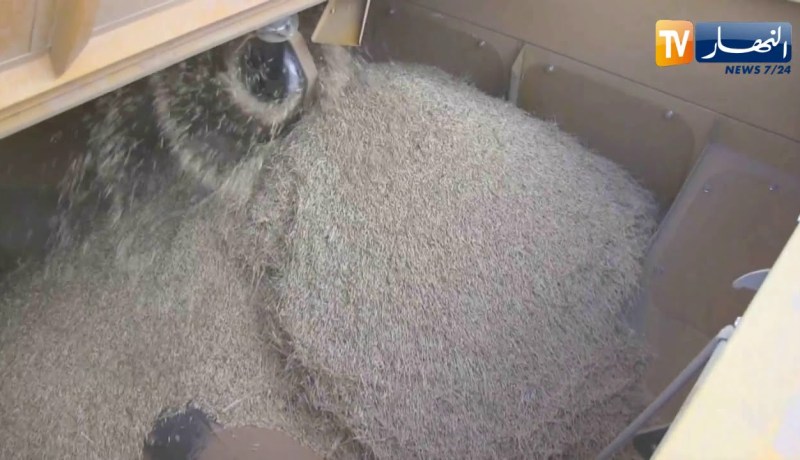 الجزائر تطرح مناقصة دولية لشراء قمح الطحين