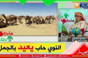 طالع هابط: شاهد الشيخ النوي يبحث عن الأضحية  في الوادي  وينقل أجواء العيد من هناك