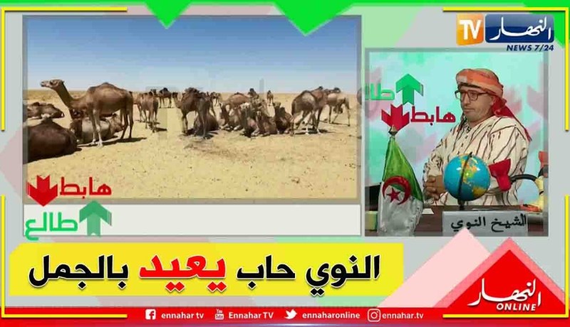 طالع هابط: شاهد الشيخ النوي يبحث عن الأضحية  في الوادي  وينقل أجواء العيد من هناك