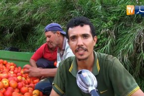 جيجل: توزيع الطماطم بالمجان على المحتاجين عشية عيد الأَضحى