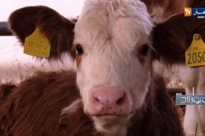 روبورتاج: تربية الأبقار.. إستثمار مضمون النتائج