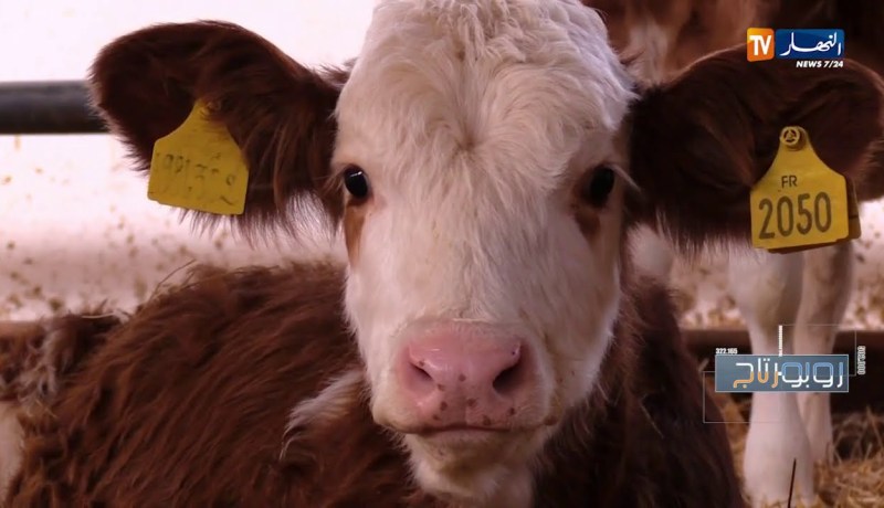 روبورتاج: تربية الأبقار.. إستثمار مضمون النتائج
