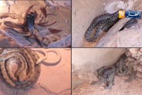 غرداية: عزيز.. قاهر أفاعي الكوبرا القاتلة في رقصات الموت