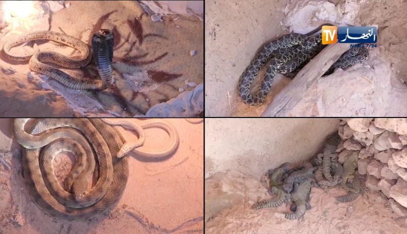 غرداية: عزيز.. قاهر أفاعي الكوبرا القاتلة في رقصات الموت