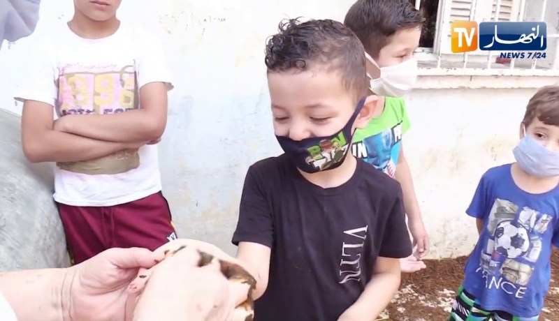 مجتمع: رغم الجائحة .. عادات حنة الكباش عشية العيد تأبى الإندثار