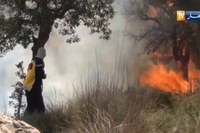 حرائق الجزائر.. غابتنا مهددة وهذه حقيقة إنتاج الفحم المستخدم للشواء