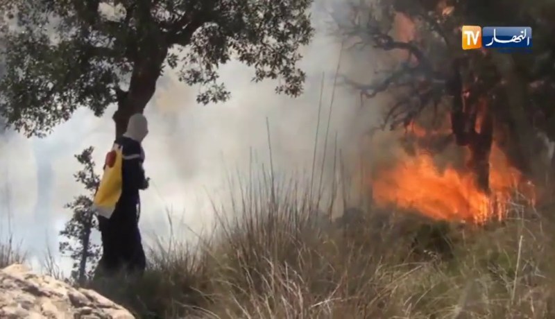 حرائق الجزائر.. غابتنا مهددة وهذه حقيقة إنتاج الفحم المستخدم للشواء