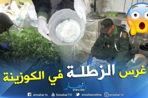 أم البواقي: مزارعو القنب الهندي في قبضة الدرك الوطني ببريش