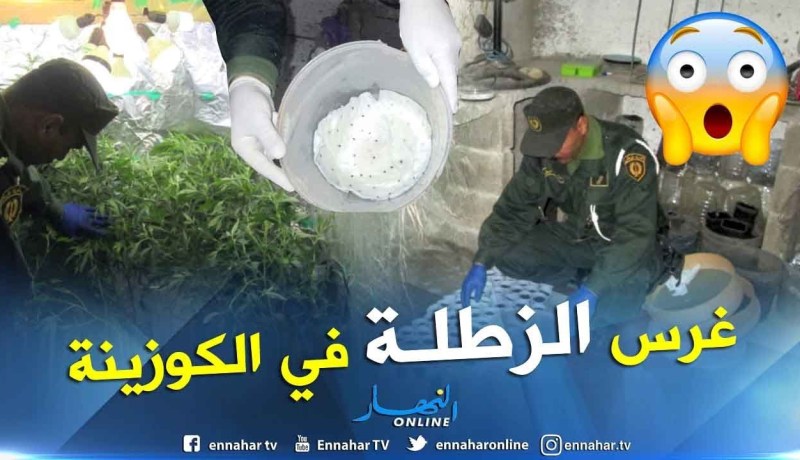 أم البواقي: مزارعو القنب الهندي في قبضة الدرك الوطني ببريش