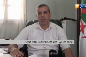 نحو إنتاج أكثر من 700 ألق قنطار من الذرى بغرداية