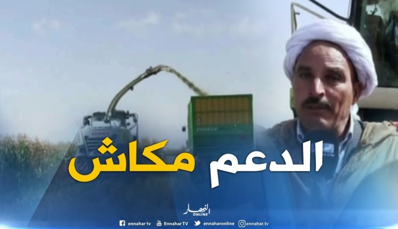 النعامة : إستياء الفلاحين في موسم حصاد الذرة بسبب نقص الدعم