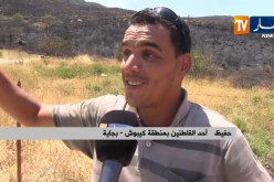 بجاية: موجة كبيرة من الحرائق تلحق خسائر معتبرة