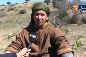 تلمسان: السكوم..نبات له فوائد صحية ورزق موسمي للكثيرين