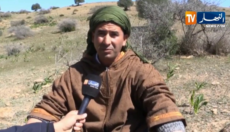 تلمسان: السكوم..نبات له فوائد صحية ورزق موسمي للكثيرين