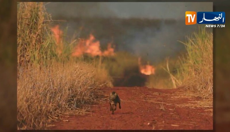 البرازيل: الأمازون تشتعل و السلطات عاجزة عن السيطرة على الحرائق