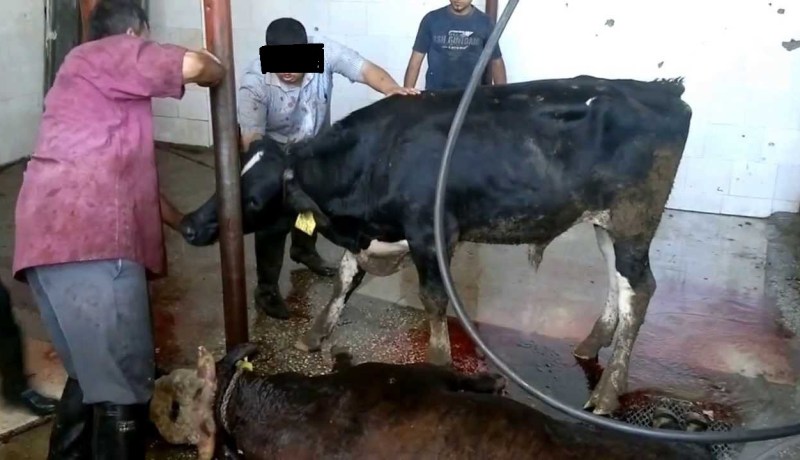 حبس ثمانية أشخاص بعد فضيحة مذبح قسنطينة السرّي