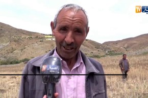 البويرة:  الذكر والمديح في موسم الحصاد من العادات المتجهة للإندثار