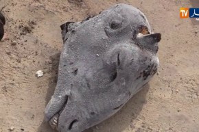 أم البواقي/ الشرطة تحجز 290 رأس غنم و60 كلغ من الشحوم غير صالحة للإستهلاك