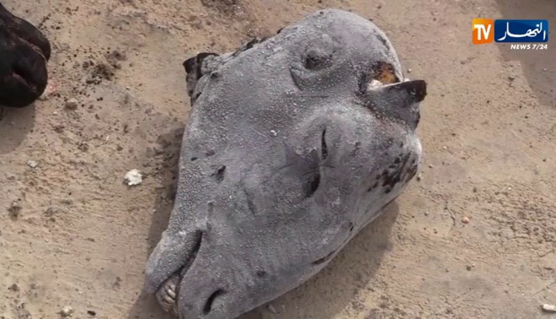 أم البواقي/ الشرطة تحجز 290 رأس غنم و60 كلغ من الشحوم غير صالحة للإستهلاك