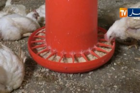 شعبة الدواجن/ المربون مدعوون لتسويق منتجاتهم مباشرة في الأسواق الجوارية