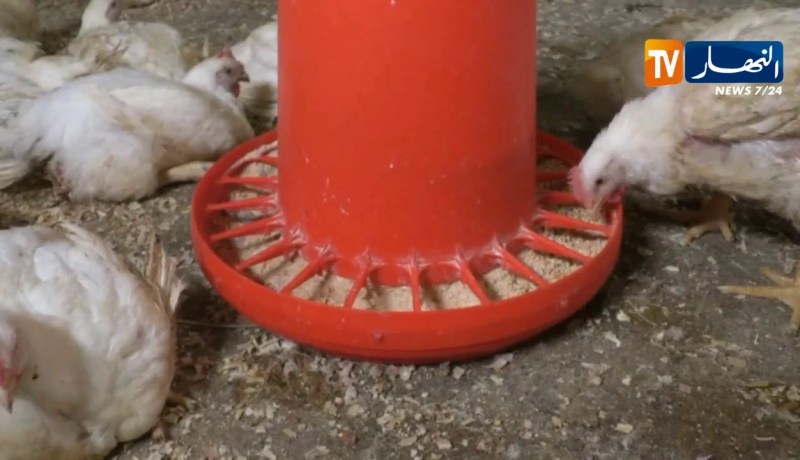 شعبة الدواجن/ المربون مدعوون لتسويق منتجاتهم مباشرة في الأسواق الجوارية