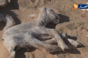 وزارة الفلاحة تجند 3500 بيطري لمتابعة عملية اللقاح الخاصة بطاعون المجترات