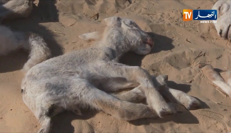 وزارة الفلاحة تجند 3500 بيطري لمتابعة عملية اللقاح الخاصة بطاعون المجترات