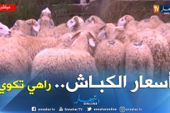 أول يوم من بيع الأضاحي في نقاط العاصمة… المواطنون يشتكون من غلاء الكباش