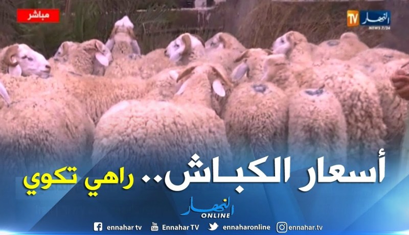 أول يوم من بيع الأضاحي في نقاط العاصمة… المواطنون يشتكون من غلاء الكباش