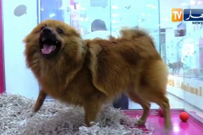 مجتمع: ألبسة و أكسسوارات خاصة .. موضة جديدة لتدليل الكلاب