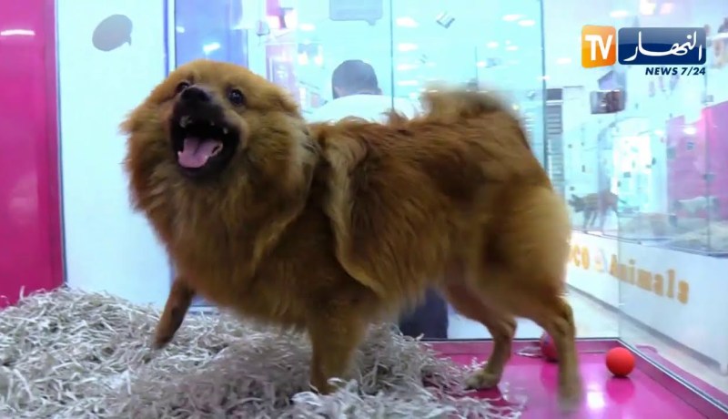 مجتمع: ألبسة و أكسسوارات خاصة .. موضة جديدة لتدليل الكلاب