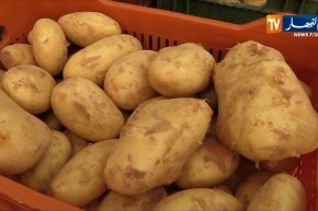 فلاحة/ إنعاش السوق بـ 80 ألف طن من البطاطا لكسر الأسعار