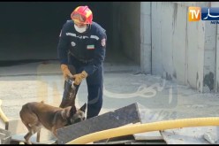 بومرداس: مناورة إفتراضية لعملية البحث بإستعمال الفرق السينو تقنية عن الأشخاص تحت الأنقاض