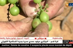فلاحة: “البياض الرمادي” يهدد شعبة العنب