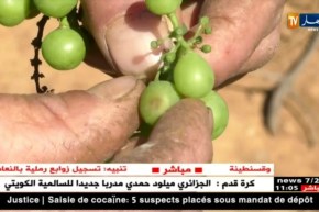 فلاحة: “البياض الرمادي” يهدد شعبة العنب