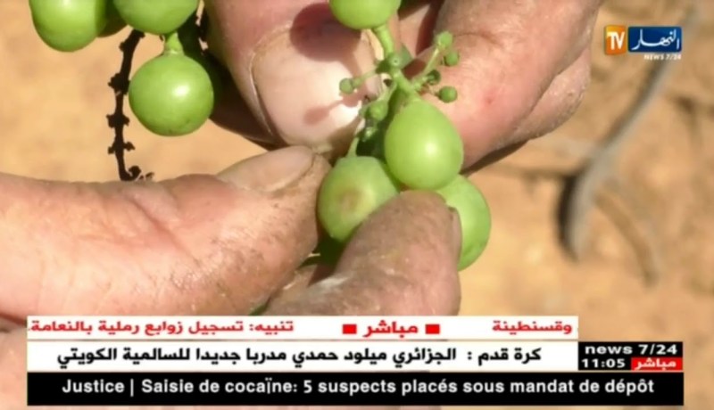 فلاحة: “البياض الرمادي” يهدد شعبة العنب