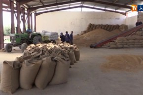 فلاحة/ الحكومة تقر مجموعة من الإجراءات لتطوير شعبة الحبوب