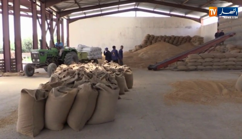 فلاحة/ الحكومة تقر مجموعة من الإجراءات لتطوير شعبة الحبوب