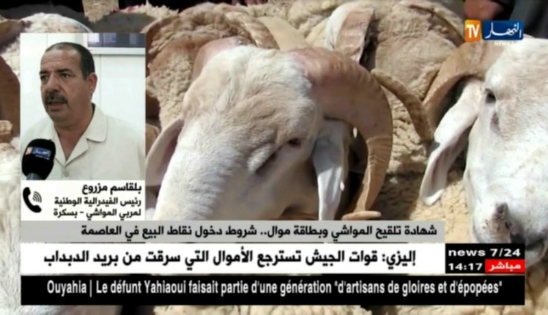 “الأضاحي بالتقسيط”…جدل بين الزبون والموال يؤدي للإستنجاد بالوسطاء !