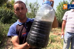 الطارف/ مصنع الطماطم يحول حياة سكان الشهيد زيتوني حسين إلى جحيم
