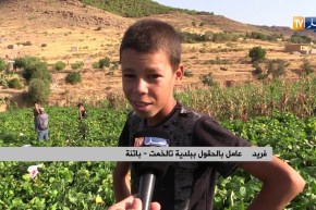 باتنة/ إنتاج وفير للفاصولياء الخضراء رغم قلة الإمكانيات ببلدية الرحبات