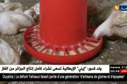 الستيرويد لتسمين الدجاج.. المستهلك في خطر