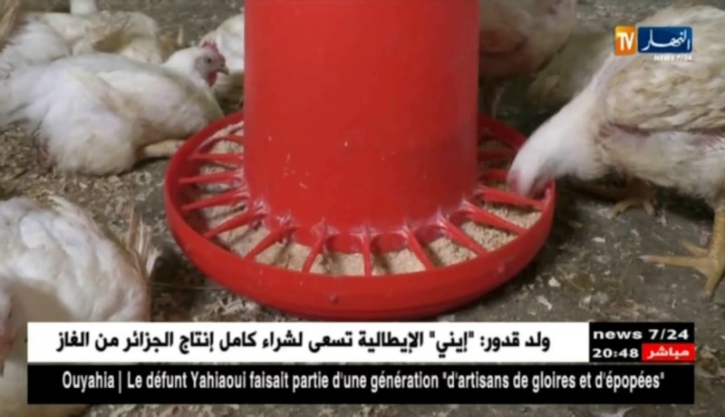 الستيرويد لتسمين الدجاج.. المستهلك في خطر
