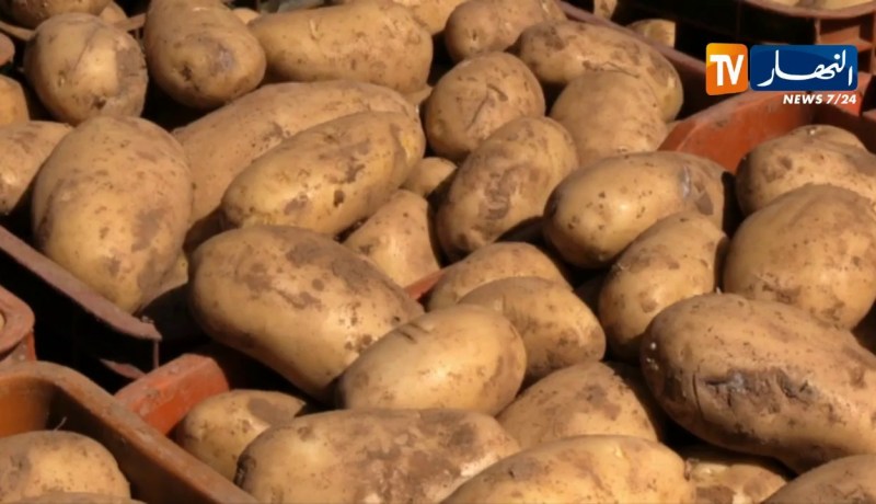 إستخراج أكثر من 17 ألف طن من البطاطا لضبط الأسعار